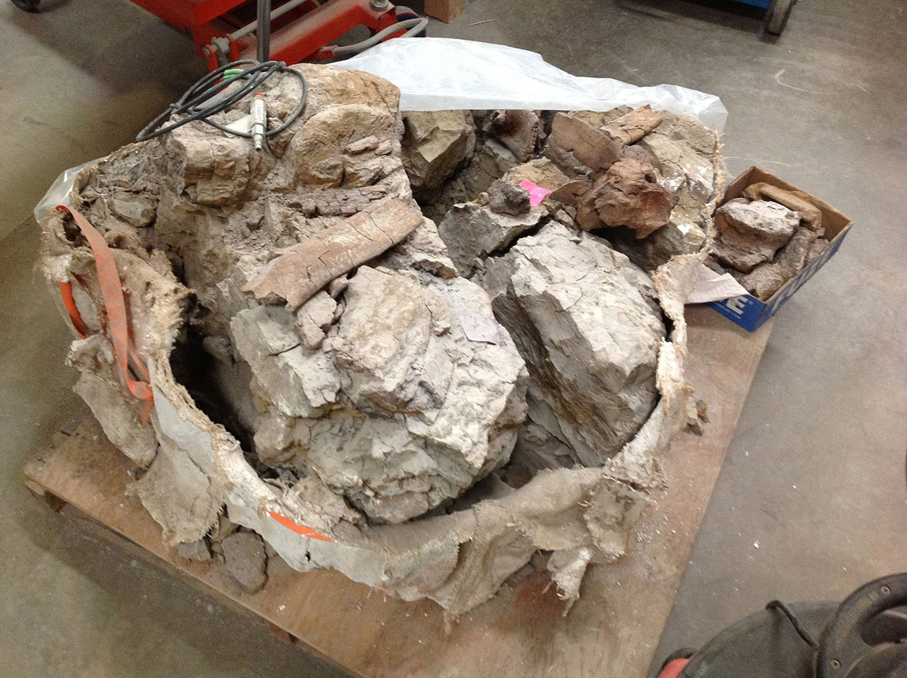 The rib cage of a Triceratops was excavated and wrapped in this jacket of cloth and Plaster of Paris. In the paleontology lab, the jacket is carefully removed. A rib is exposed along the top of the pile of bones and rock.